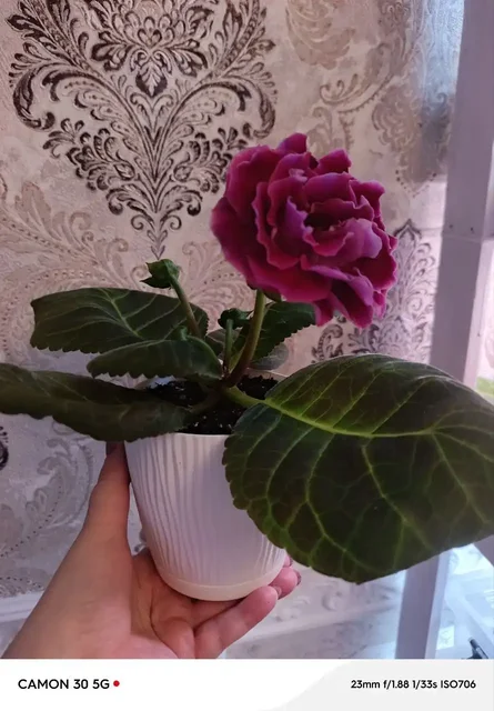 Продажа глоксинии ЕН-Донна - частное объявление в Оренбург