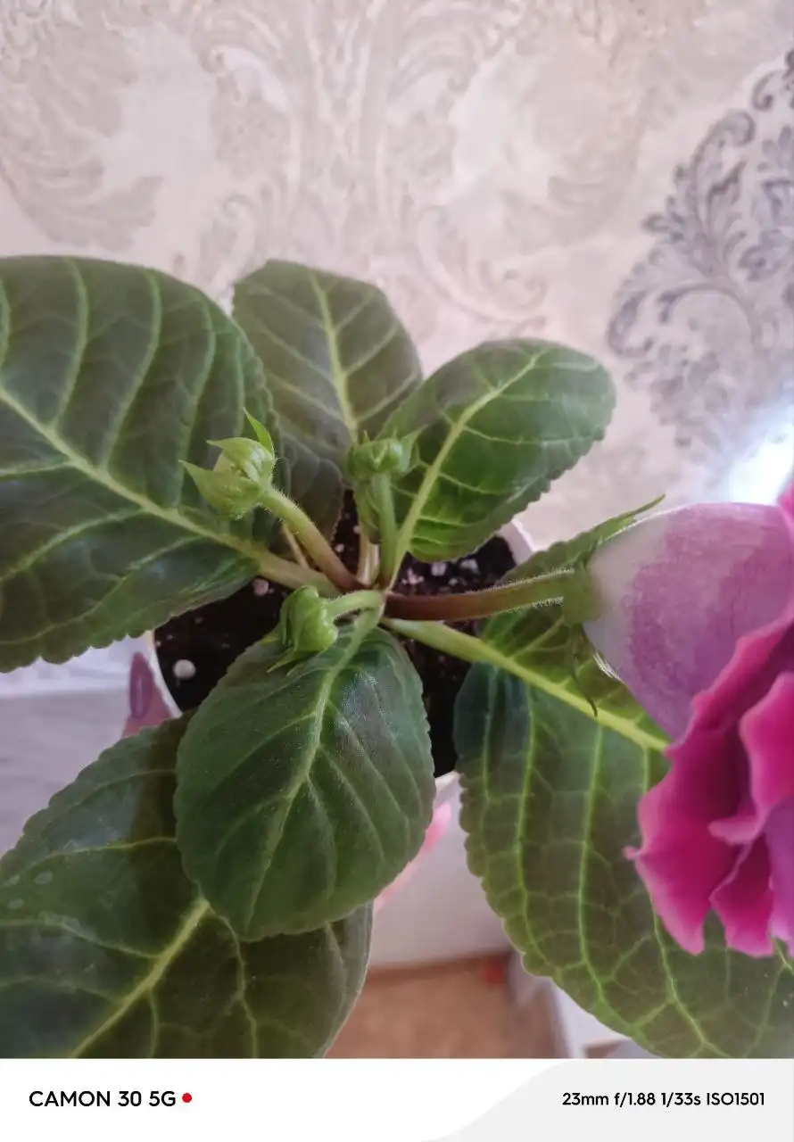 Продажа глоксинии ЕН-Донна - Комнатные растения (Хобби и отдых) в Оренбург