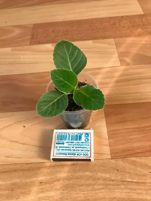 Детки глоксинии 10 сортов - Хобби и отдых в Оренбург