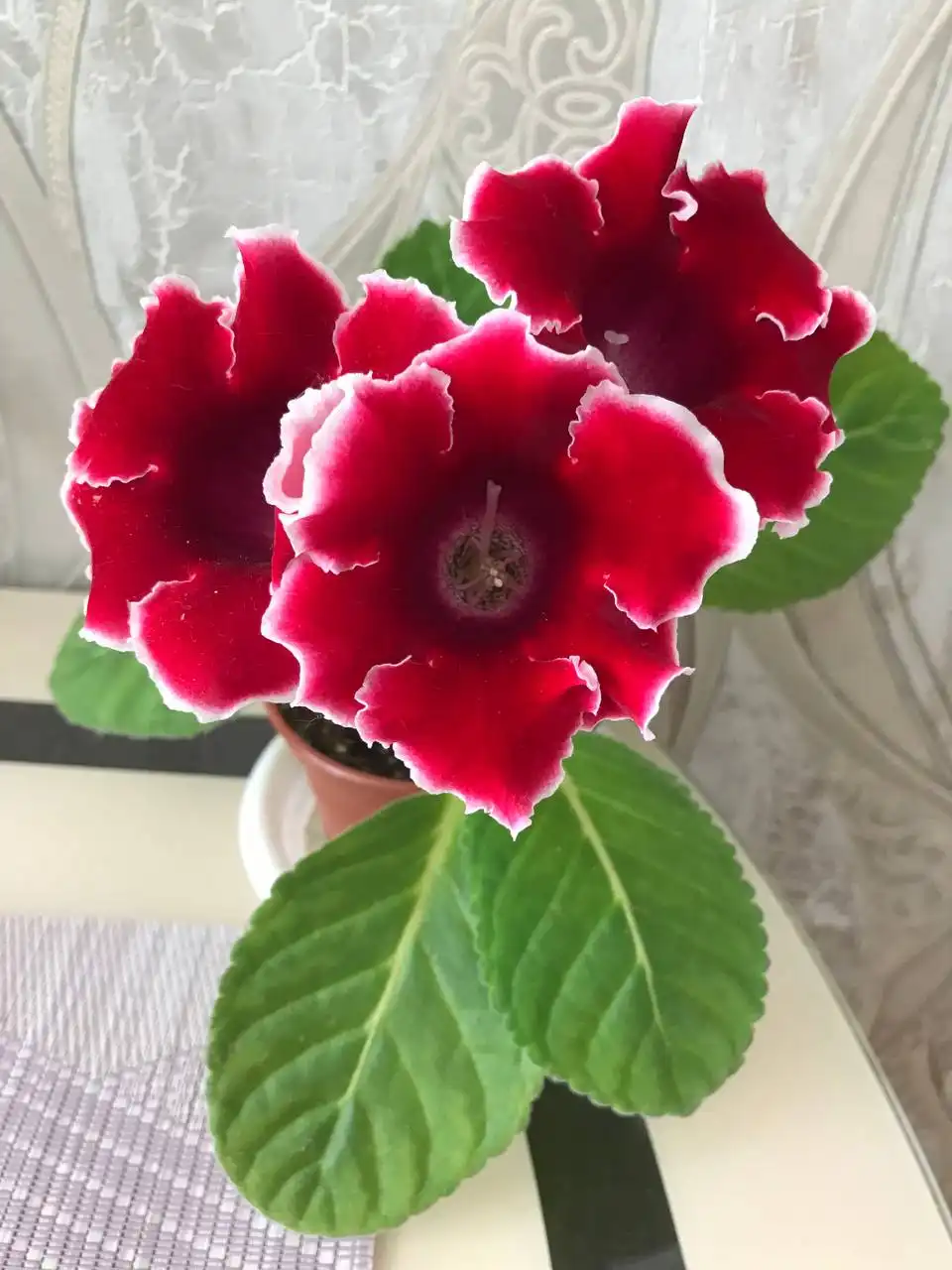 Детки глоксинии 10 сортов - Комнатные растения (Хобби и отдых) в Оренбург