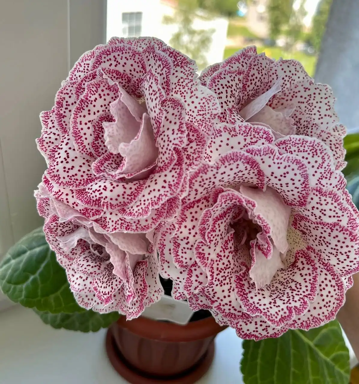 Детки глоксинии 10 сортов - Комнатные растения (Хобби и отдых) в Оренбург