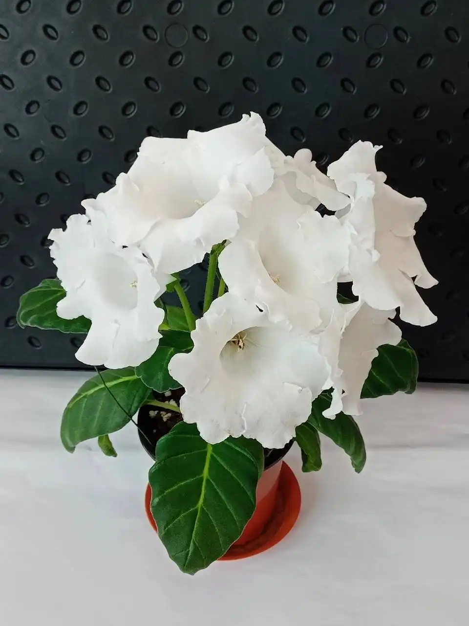 Детки глоксинии 10 сортов - Комнатные растения (Хобби и отдых) в Оренбург