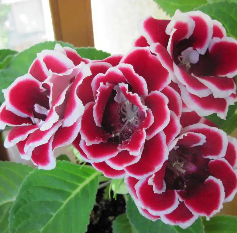 Детки глоксинии 10 сортов - Комнатные растения (Хобби и отдых) в Оренбург