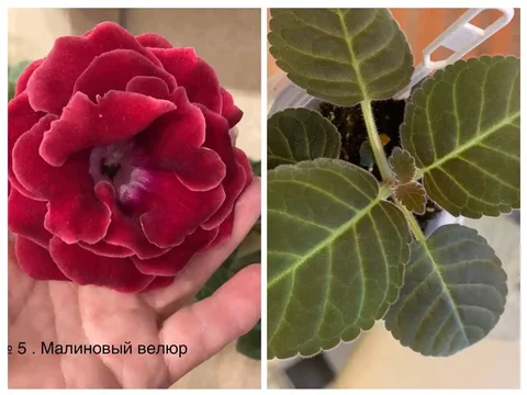 Глоксинии детки - Хобби и отдых в Оренбург