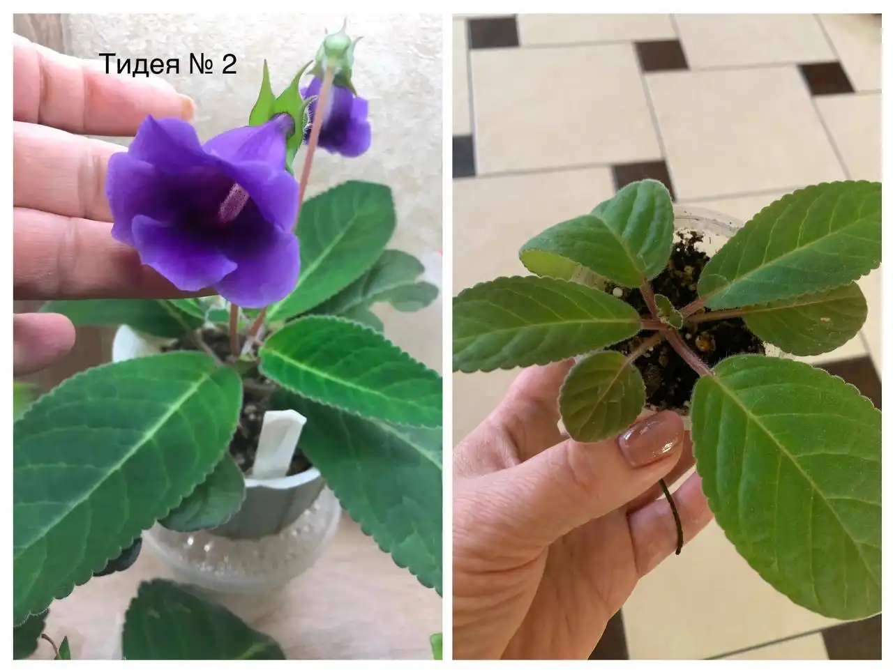 Продажа деток тидеи в Оренбурге - Комнатные растения (Хобби и отдых) в Оренбург