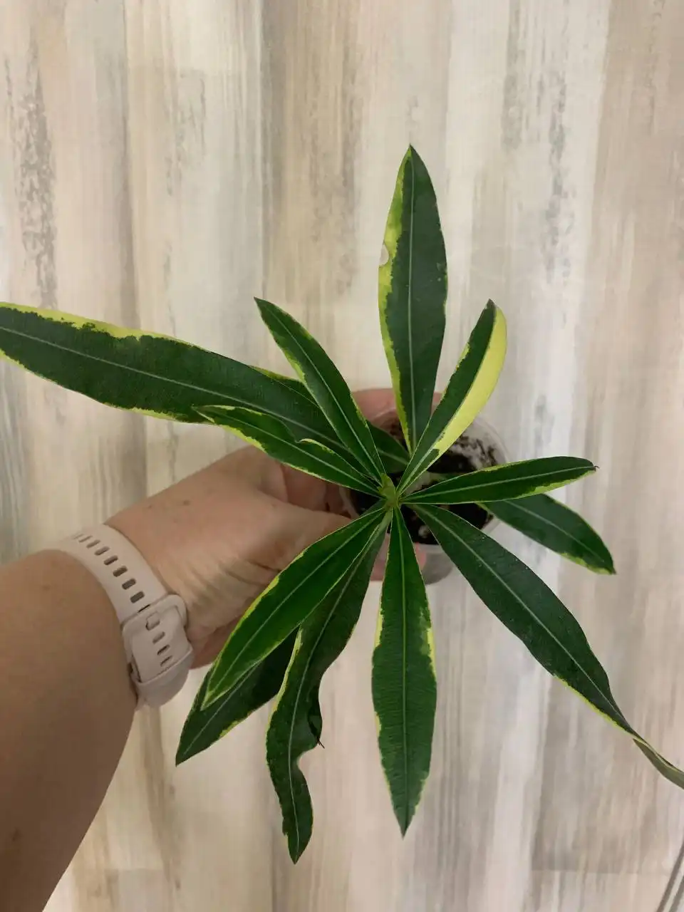 Олеандр вариегатный с розовыми цветами - Комнатные растения (Хобби и отдых) в Оренбург