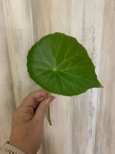 Лист бегонии Пелтата для укоренения - Хобби и отдых в Оренбург