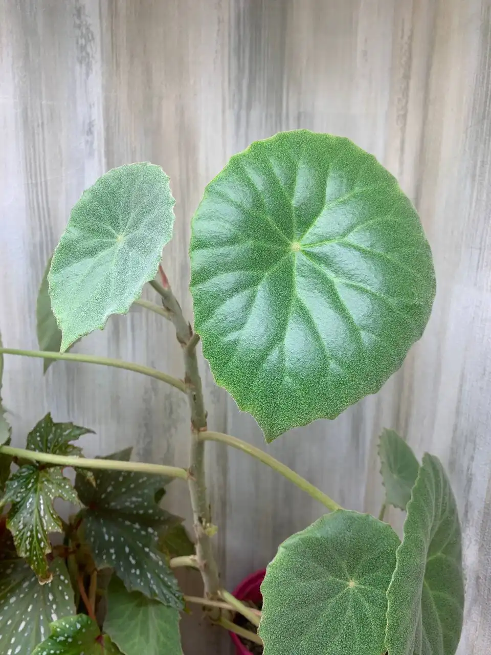 Лист бегонии Пелтата для укоренения - Растения (Хобби и отдых) в Оренбург