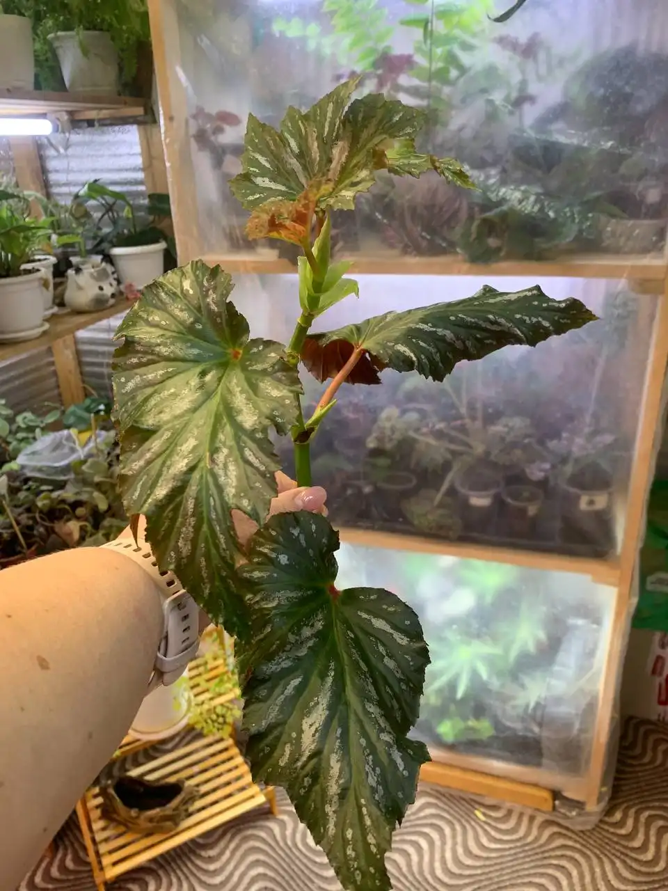 Макушечный срез Кейн бегонии Lana Angel Wind - Комнатные растения (Хобби и отдых) в Оренбург