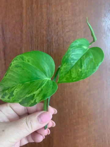 Продажа эпипремнума Марбл грин в Оренбурге - Танцы в Оренбург