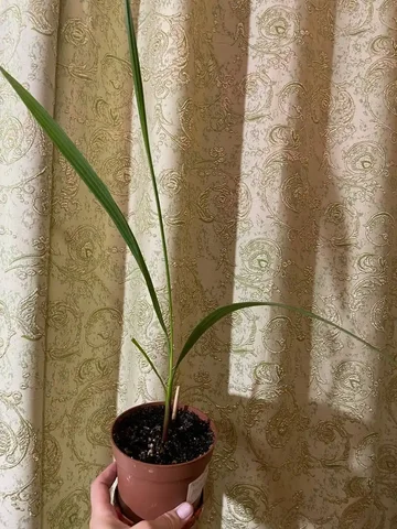 Продажа пальмы Вашингтония в Оренбурге - Игровые аккаунты в Оренбург