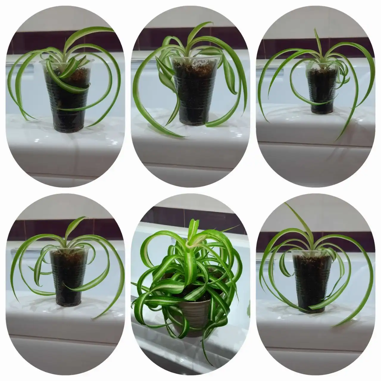 Хлорофитум бонни - комнатное растение - Комнатные растения (Хобби и отдых) в Оренбург