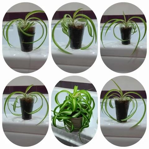 Хлорофитум бонни - комнатное растение - Игровые аккаунты в Оренбург