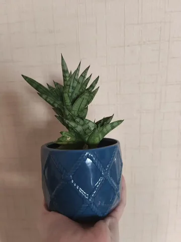 Сансевиерия в горшке - Игровые аккаунты в Оренбург