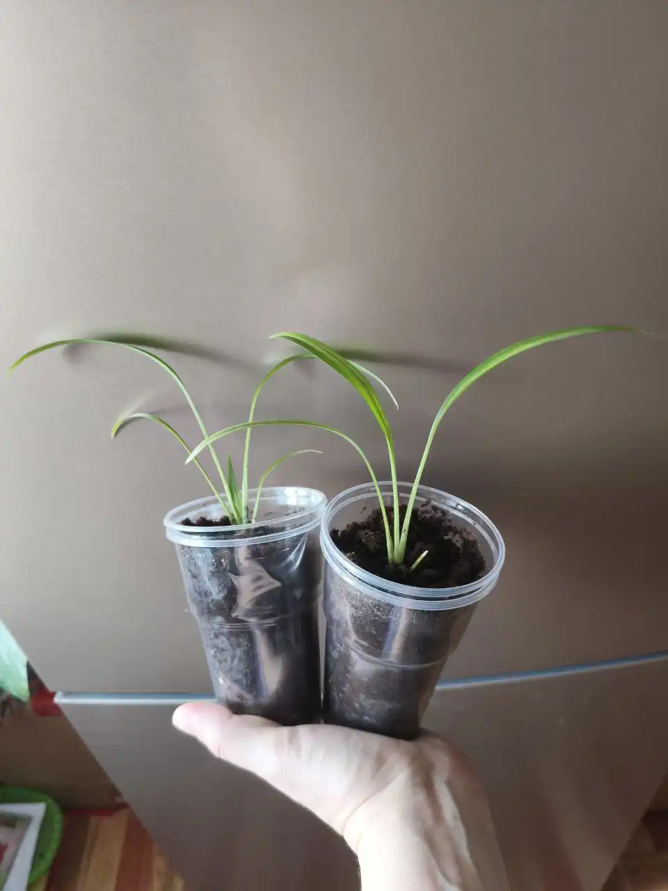 Хлорофитум Шарлотта в активном росте - Комнатные растения (Хобби и отдых) в Оренбург