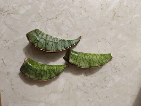 Сансевиерия кирке Сильвер Блю лист - Игровые аккаунты в Оренбург