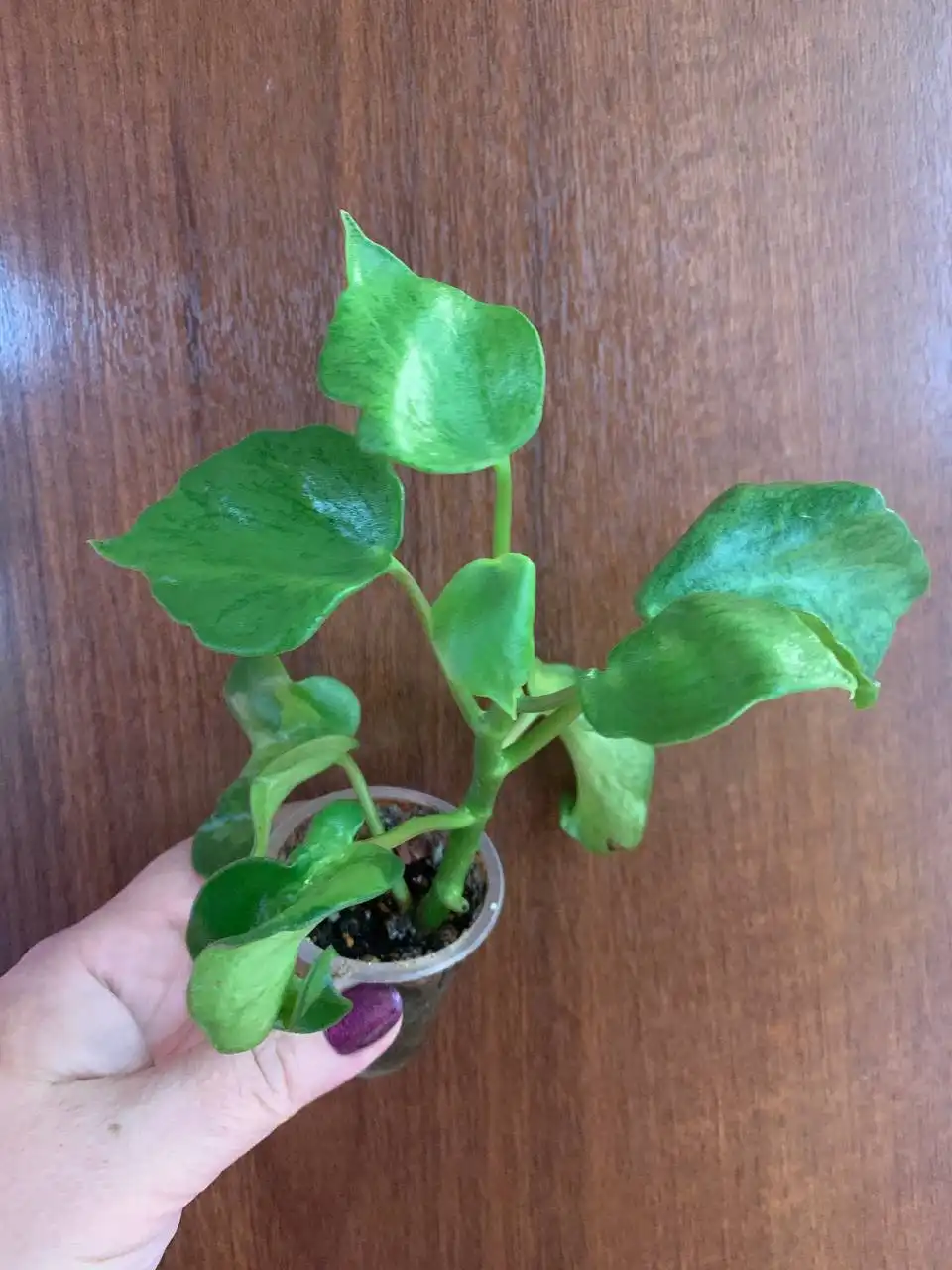 Пеперомия вариегатная - Комнатные растения (Хобби и отдых) в Оренбург