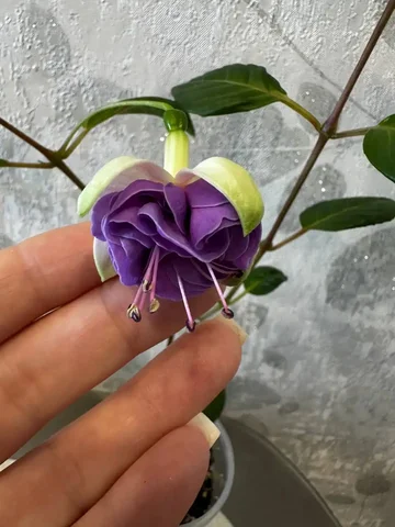 Черенок фуксии зацвел - Игровые аккаунты в Оренбург