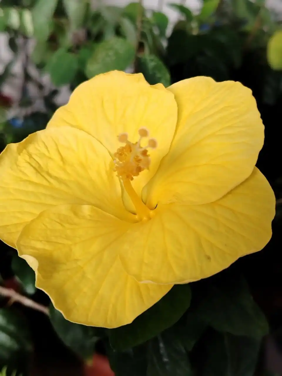 Комнатные растения в Оренбурге - Комнатные растения (Хобби и отдых) в Оренбург