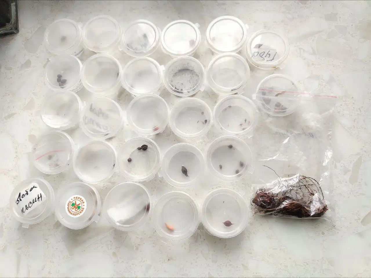 Новые сорта кисличек для посадки - Комнатные растения (Хобби и отдых) в Оренбург