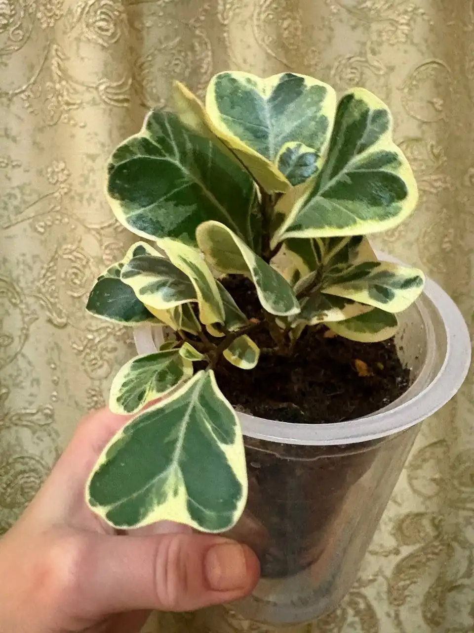 Фикус Триангулярис - Комнатные растения (Хобби и отдых) в Оренбург