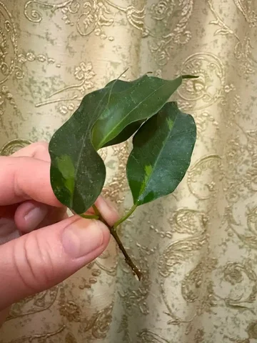 Фикус Денилайт срез с корешками - Подарки в Оренбург