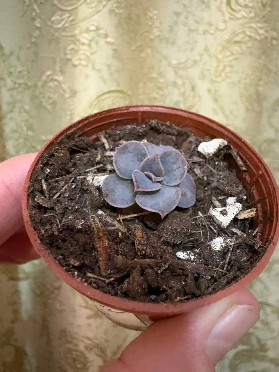 Эхиверия Жемчужина Нюрнберга - Комнатные растения (Хобби и отдых) в Оренбург