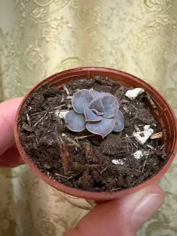 Эхиверия Жемчужина Нюрнберга - Игровые аккаунты в Оренбург