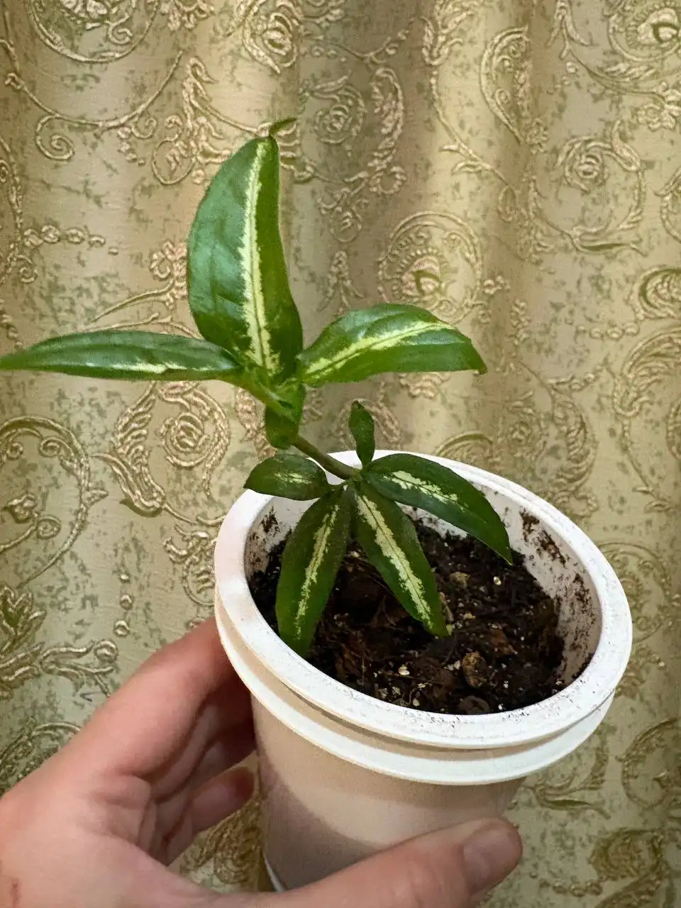 Продажа сингониума ангустатум в Оренбурге - Комнатные растения (Хобби и отдых) в Оренбург