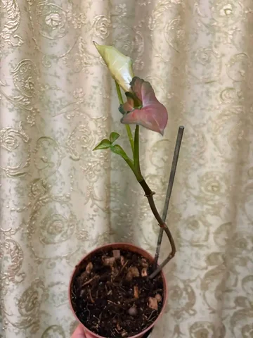 Продам сингониум Орм Нак - Игровые аккаунты в Оренбург