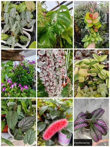 Растения для дома: фуксии, бегонии, традесканции - Игровые аккаунты в Оренбург