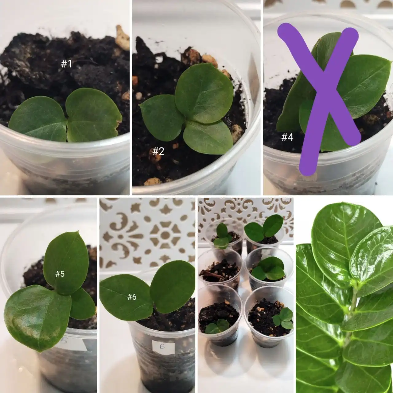 Замиокулькас Мидори пророщенные сегменты - Комнатные растения (Хобби и отдых) в Оренбург