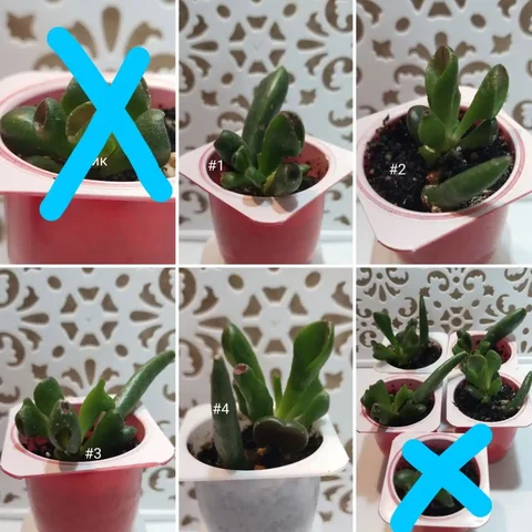 Крассула Корал - комнатное растение - Игровые аккаунты в Оренбург