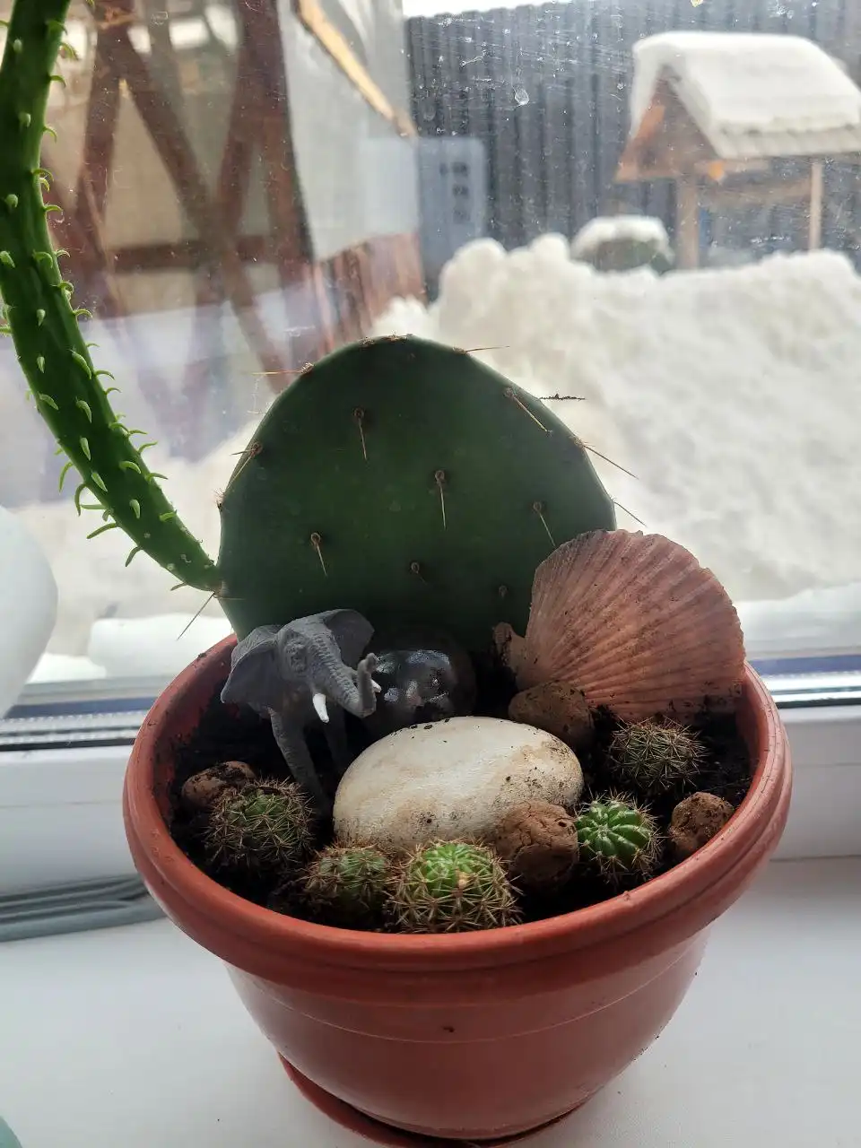 Продажа кактуса в Оренбурге - Комнатные растения (Хобби и отдых) в Оренбург