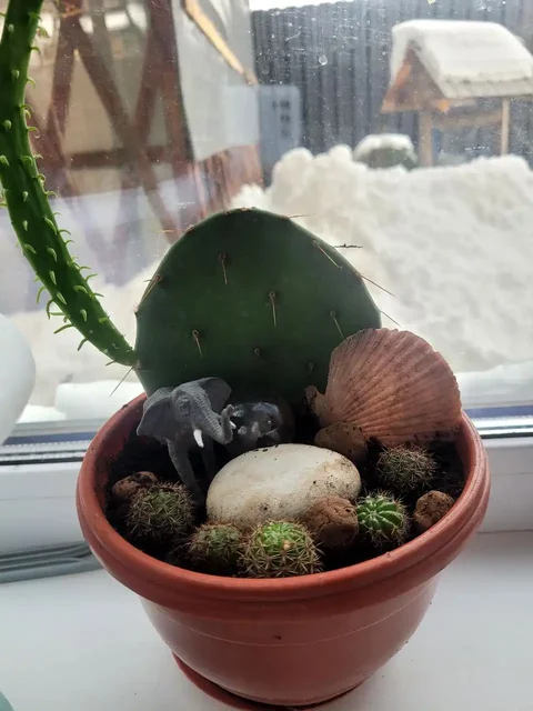 Продажа кактуса в Оренбурге - Игровые аккаунты в Оренбург