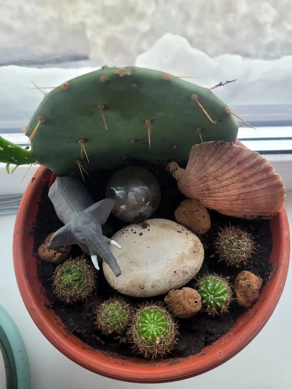 Продажа кактуса в Оренбурге - Комнатные растения (Хобби и отдых) в Оренбург