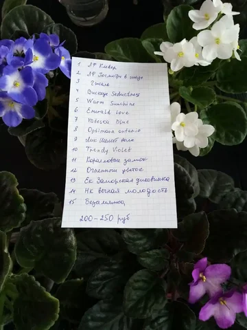 Цветущая фиалка комнатное растение - Игровые аккаунты в Оренбург