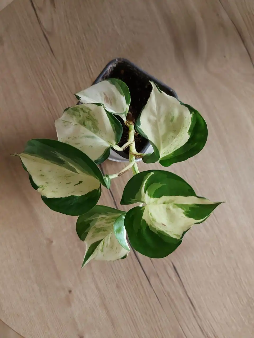 Продажа эпипремнума Марбл Эппл (Хеппи лиф) - Комнатные растения (Хобби и отдых) в Оренбург