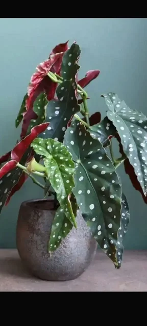 Продажа саженцев бегонии Макулата в Оренбурге - Игровые аккаунты в Оренбург