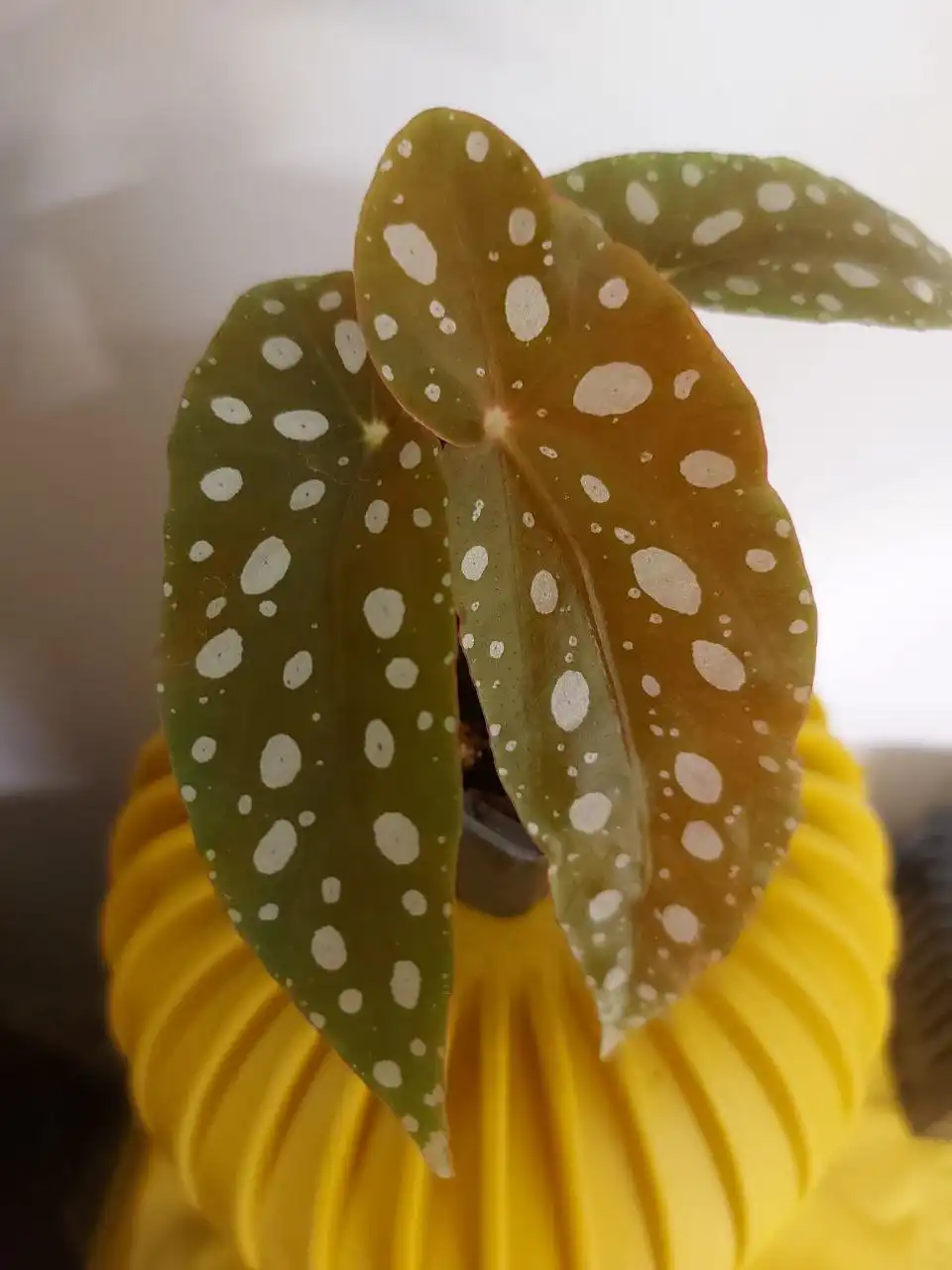 Продажа саженцев бегонии Макулата в Оренбурге - Растения (Хобби и отдых) в Оренбург