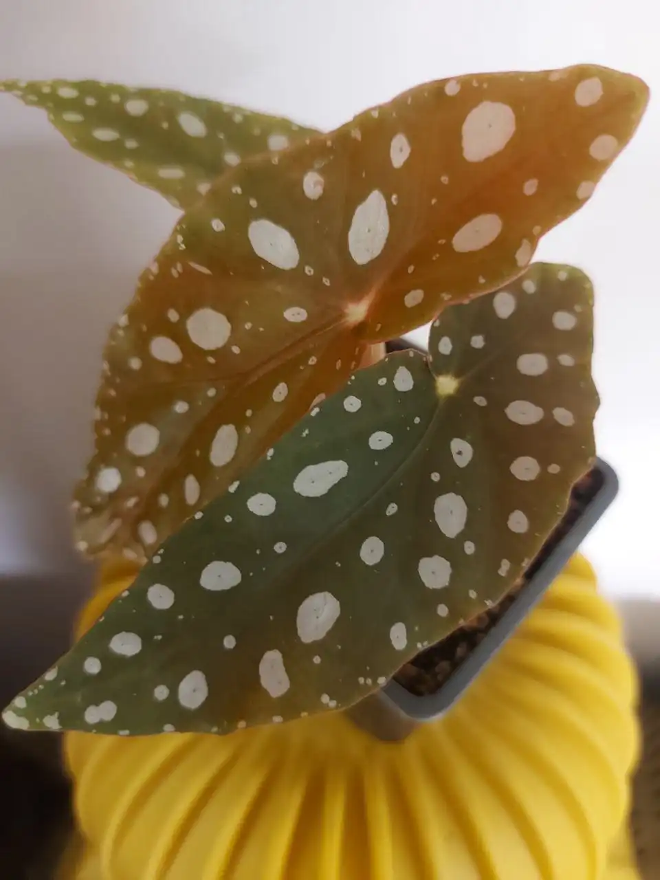 Продажа саженцев бегонии Макулата в Оренбурге - Растения (Хобби и отдых) в Оренбург