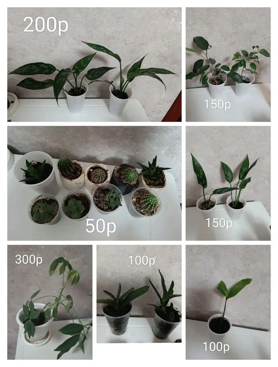 Комнатные цветы в Салмышской - Комнатные растения (Хобби и отдых) в Оренбург