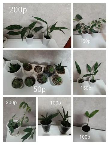 Комнатные цветы в Салмышской - Игровые аккаунты в Оренбург