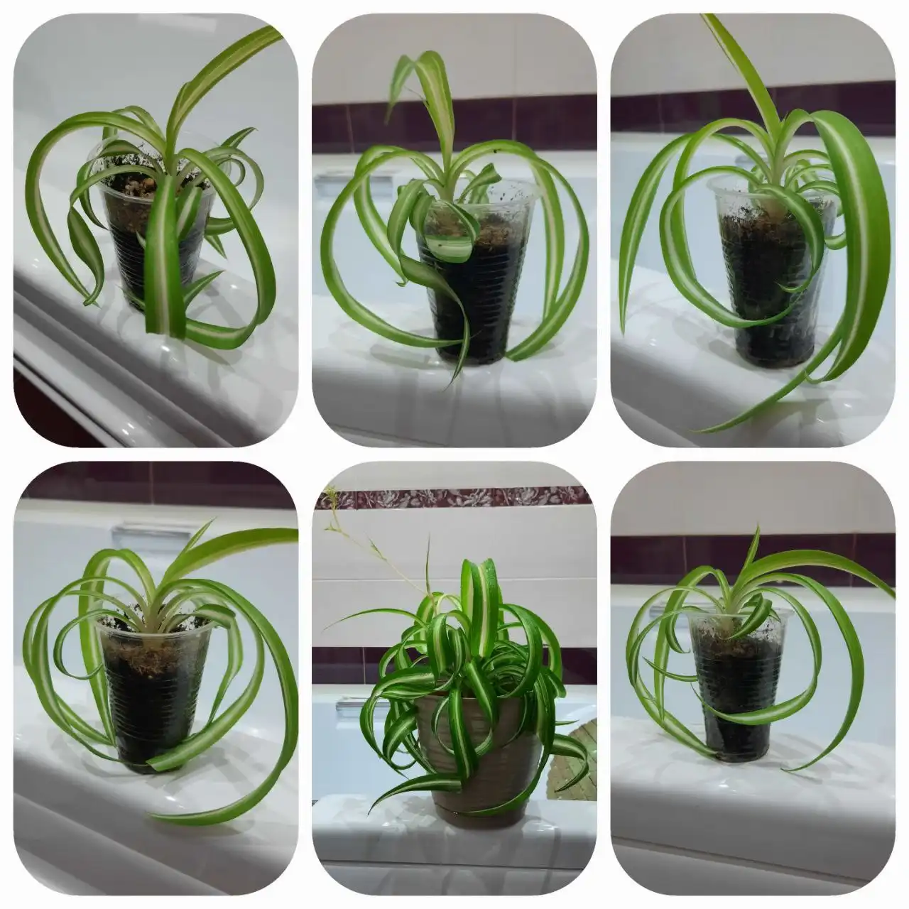 Хлорофитум бонни комнатное растение - Комнатные растения (Хобби и отдых) в Оренбург