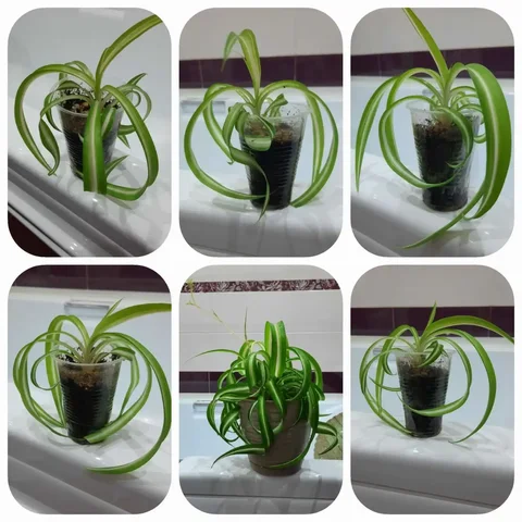 Хлорофитум бонни комнатное растение - Игровые аккаунты в Оренбург