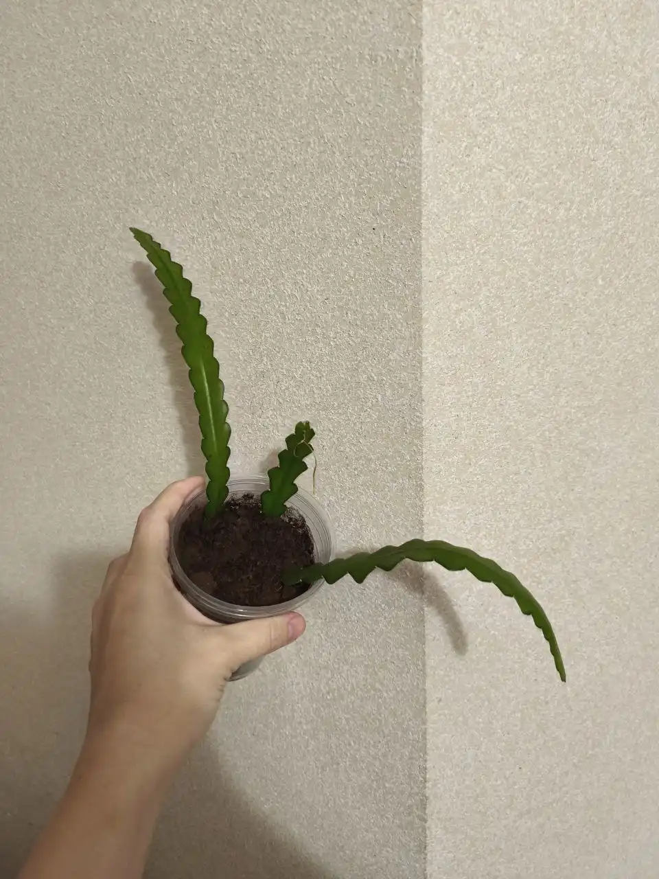 Криптоцереус комнатные растения - Комнатные растения (Хобби и отдых) в Оренбург