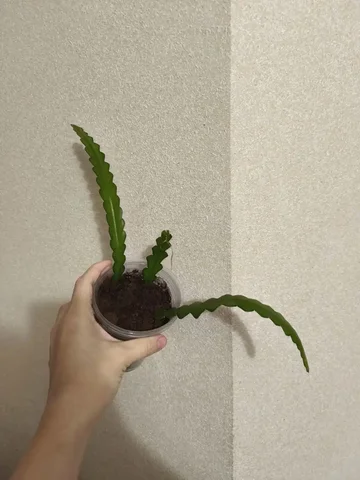 Криптоцереус комнатные растения - Игровые аккаунты в Оренбург