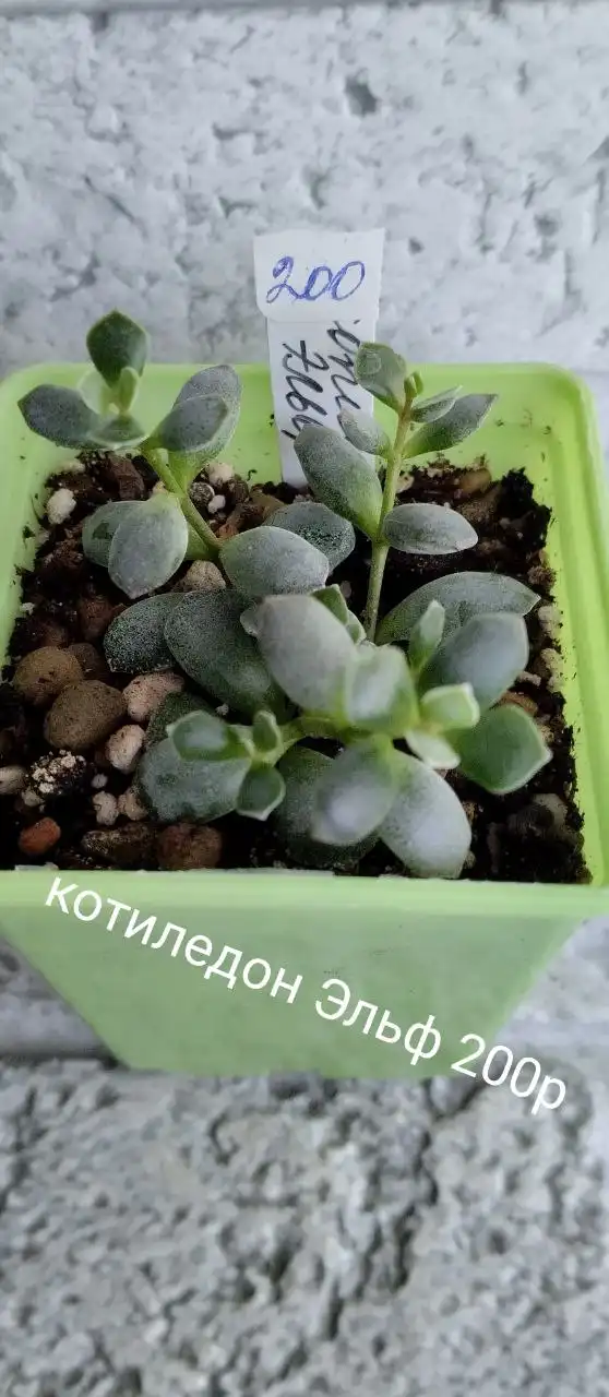 Скидка на суккуленты в Оренбурге - Комнатные растения (Хобби и отдых) в Оренбург