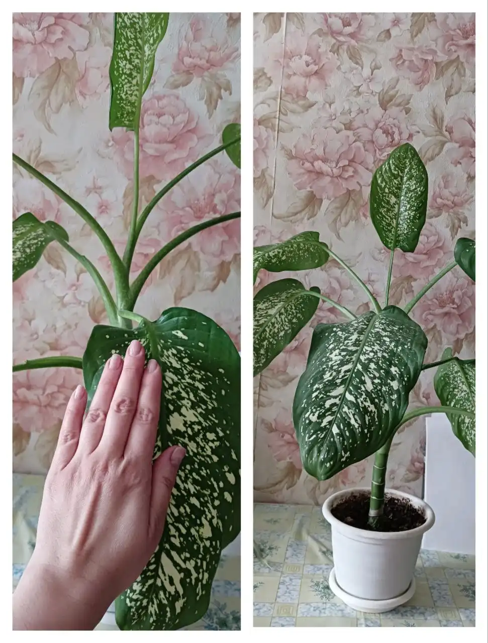 Продажа диффенбахии высотой 60 см - Комнатные растения (Хобби и отдых) в Оренбург