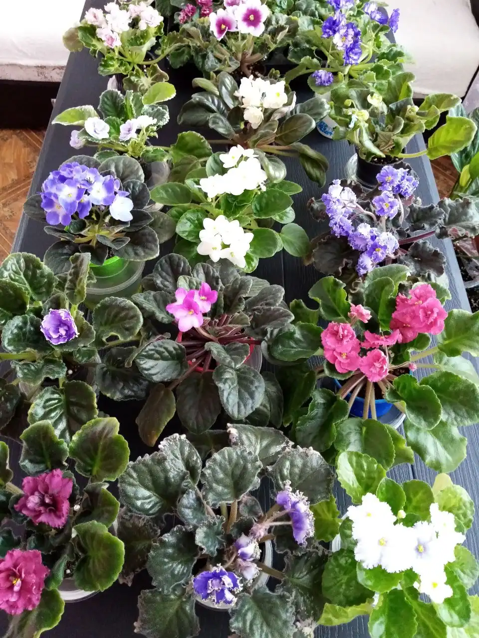 Цветущая фиалка - Комнатные растения (Хобби и отдых) в Оренбург